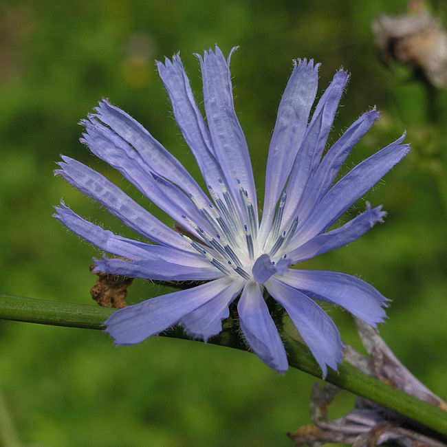 Изображение особи Cichorium intybus.