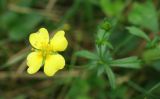 Potentilla erecta. Цветок. Московская обл, г. Королёв, опушка лесного массива. 30.08.2013.