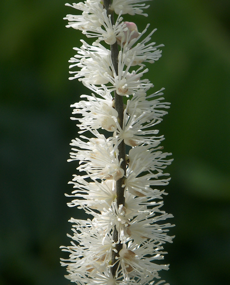 Image of Cimicifuga japonica specimen.