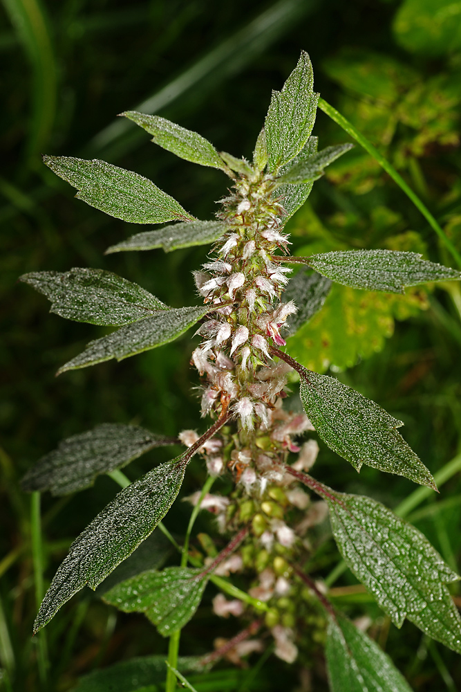 Image of Leonurus quinquelobatus specimen.