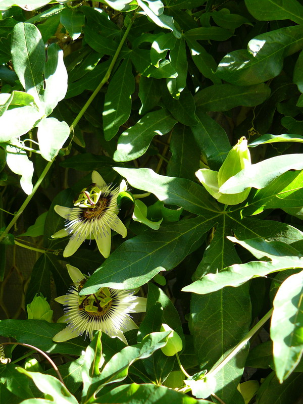 Изображение особи Passiflora caerulea.