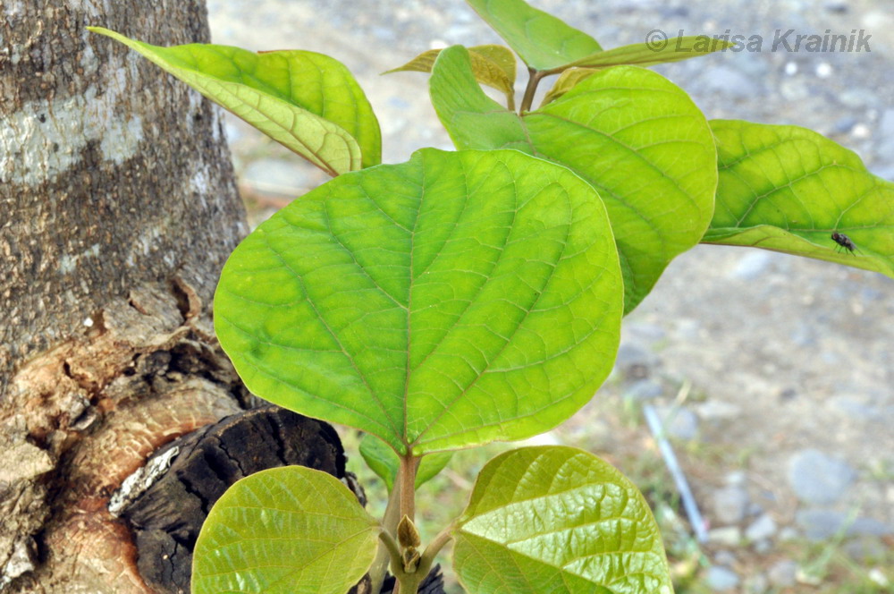 Изображение особи Gmelina arborea.