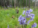 Polemonium chinense. Соцветия (Polemonium racemosum). Республика Бурятия, Баунтовский эвенкийский р-н, окр. пос. Северный, долина р. Има, зарастающая гарь в лиственничном лесу. 01.07.2013.