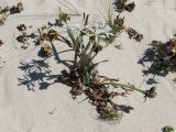 Pancratium maritimum