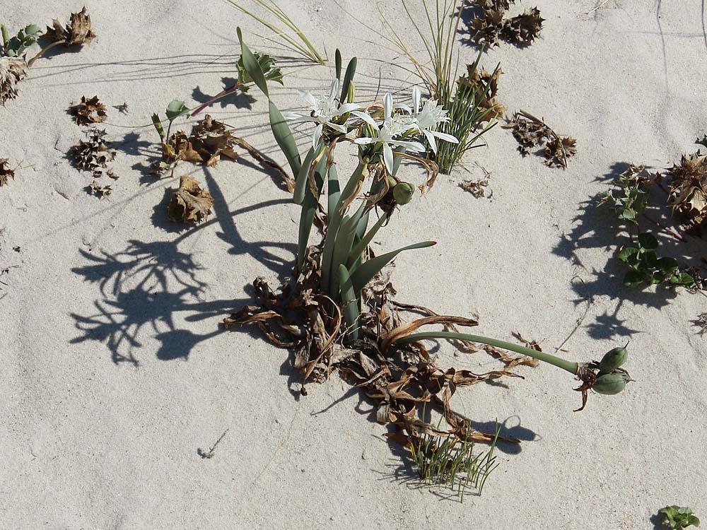 Изображение особи Pancratium maritimum.