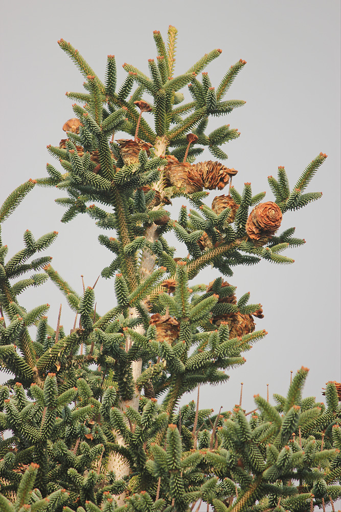 Image of Abies pinsapo specimen.