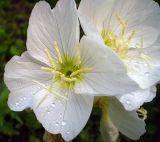 Oenothera speciosa