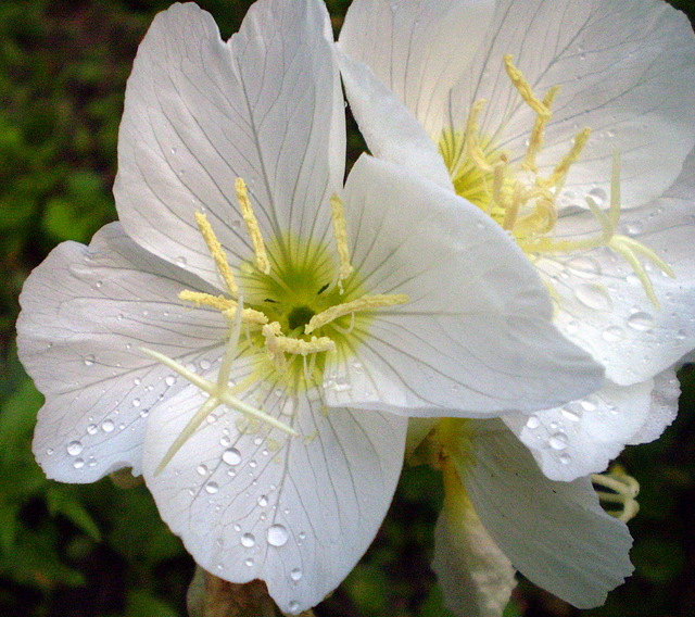 Изображение особи Oenothera speciosa.