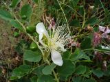 Capparis herbacea