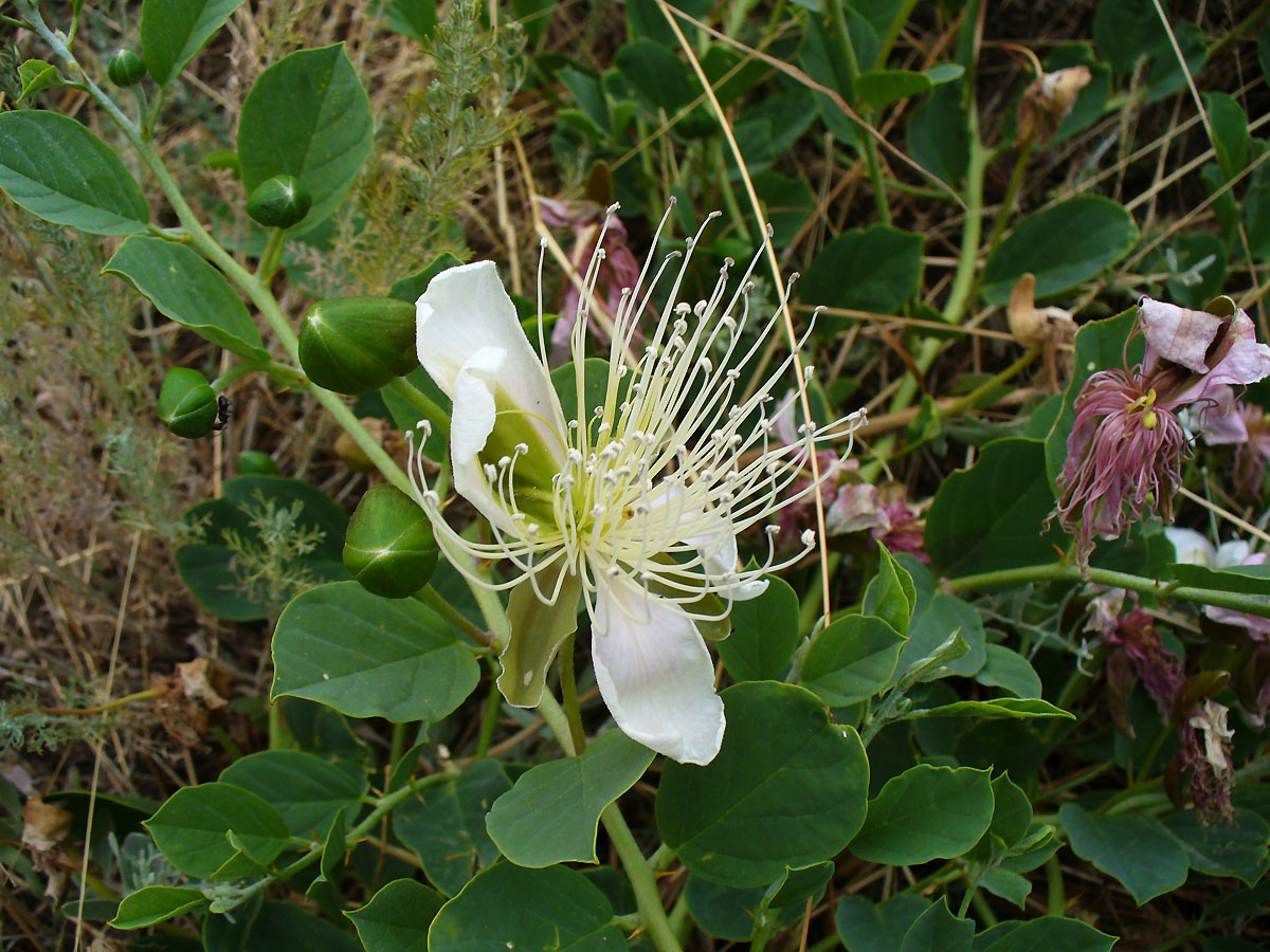 Image of Capparis herbacea specimen.
