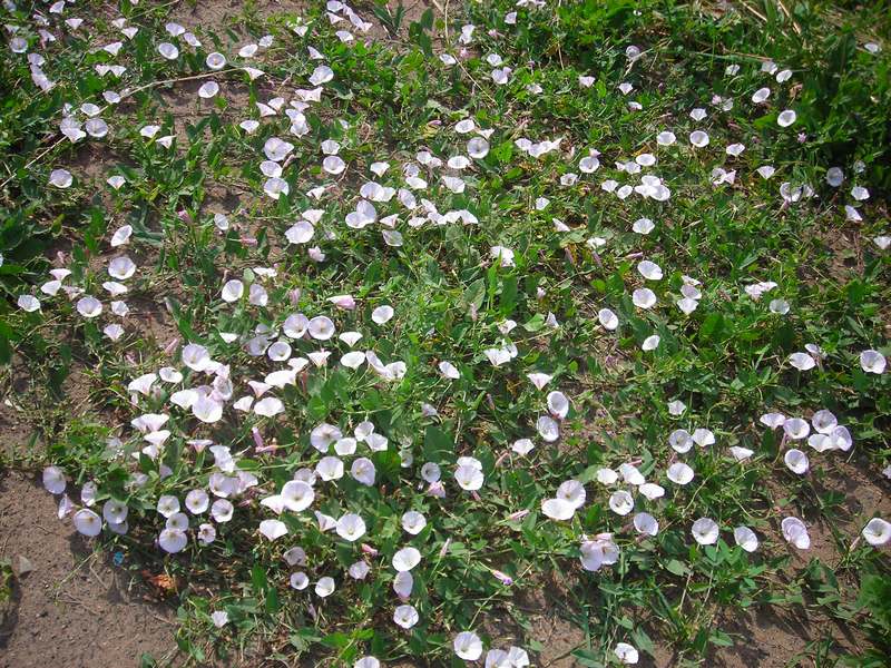 Изображение особи Convolvulus arvensis.