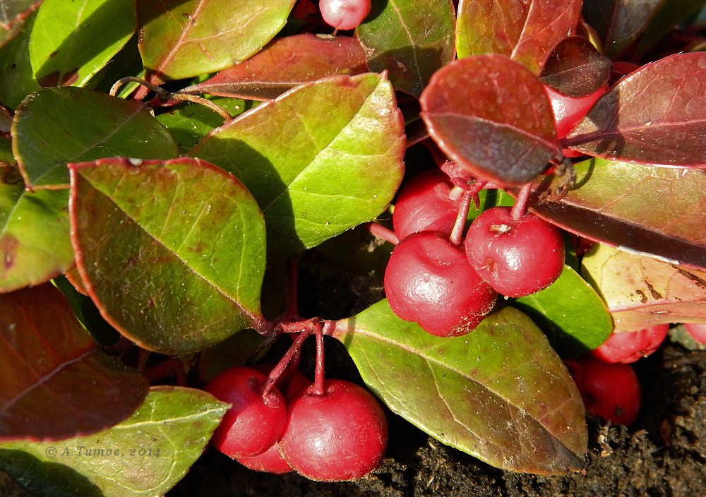 Изображение особи Gaultheria procumbens.