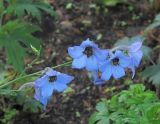 Delphinium &times; phoeniceum