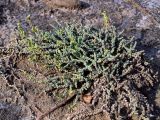 Salsola passerina. Суккулентный кустарничек с развивающимися генеративными побегами. Республика Тыва, Центрально-Тувинская котловина, Кызылский р-н, в 40 км ЮЮВ г. Кызыл и в 6 км севернее пос. Целинное, оз. Чедер, сочно-многолетнесолянковый (местами - пухлый) солончак на обнаженном илисто-гравийном озерном днище у западного борта террасы. 13.07.2012.