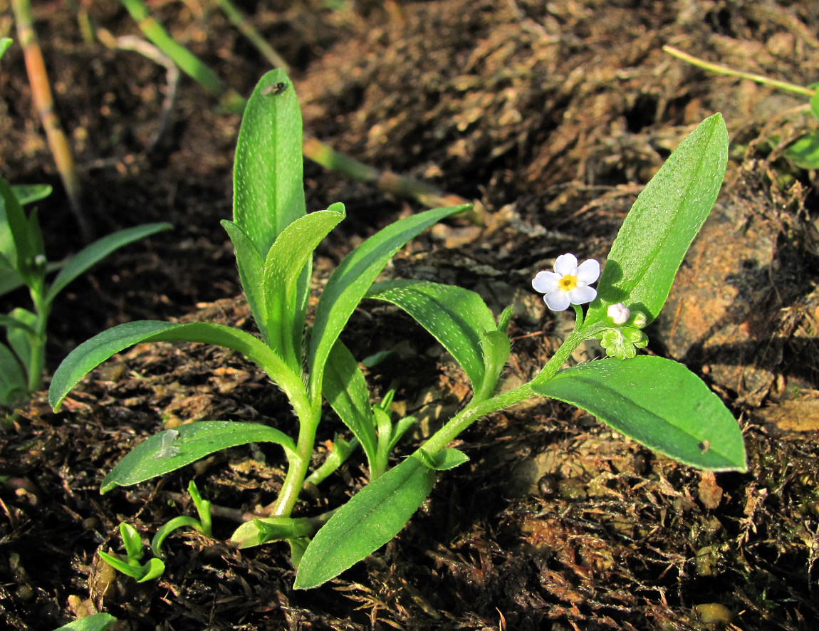 Image of Myosotis palustris specimen.