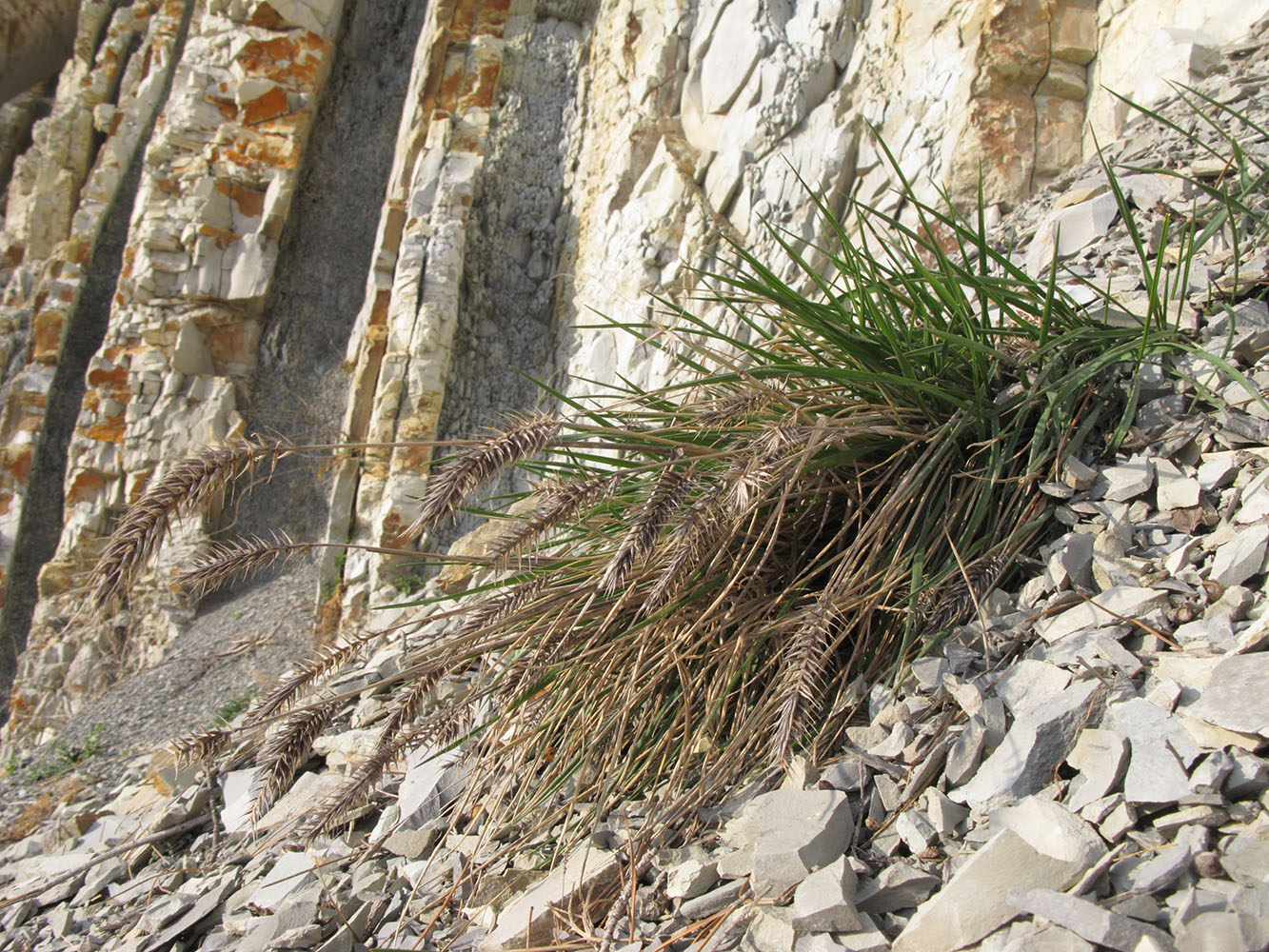 Изображение особи Agropyron pinifolium.