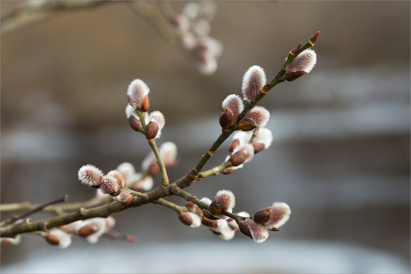 Изображение особи Salix caprea.