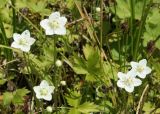 Parnassia palustris