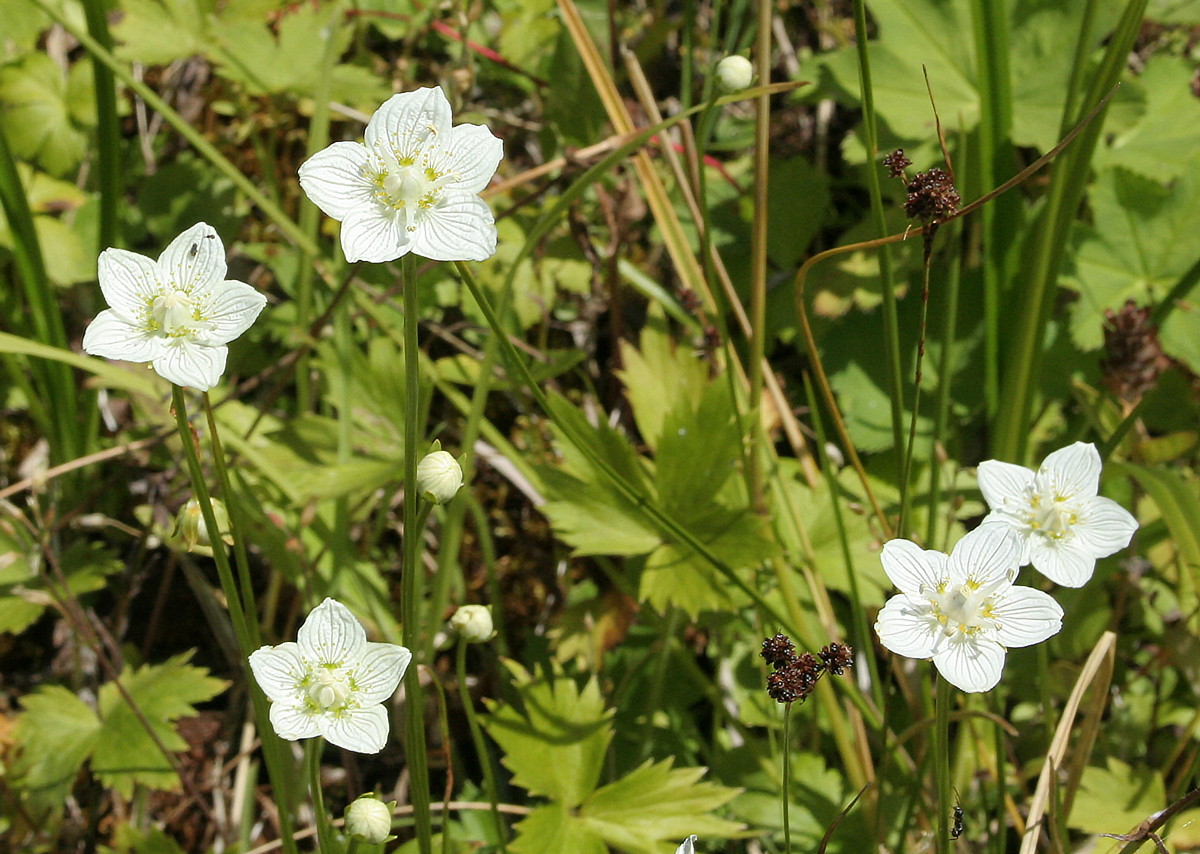 Изображение особи Parnassia palustris.