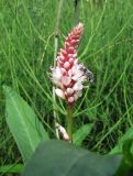 Persicaria amphibia. Соцветие с сидящим насекомым. Коми, Сыктывдинский р-н, окр. пос. Еляты, берег р. Сысола, торфянистый затапливаемый перешеек между старицей и рекой. 14.07.2013.