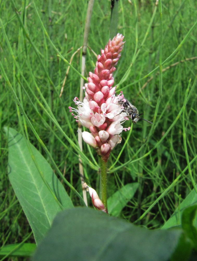 Image of Persicaria amphibia specimen.