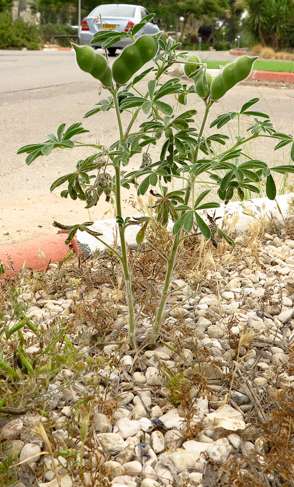 Image of Lupinus pilosus specimen.