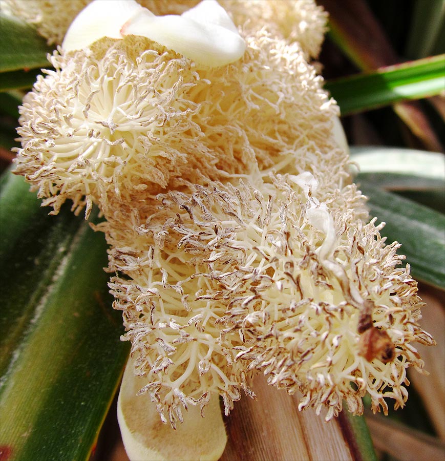 Изображение особи Pandanus utilis.