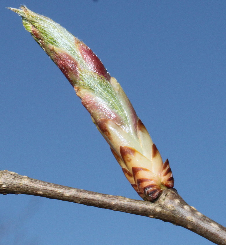 Image of Carpinus cordata specimen.