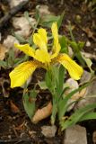 Iris humilis