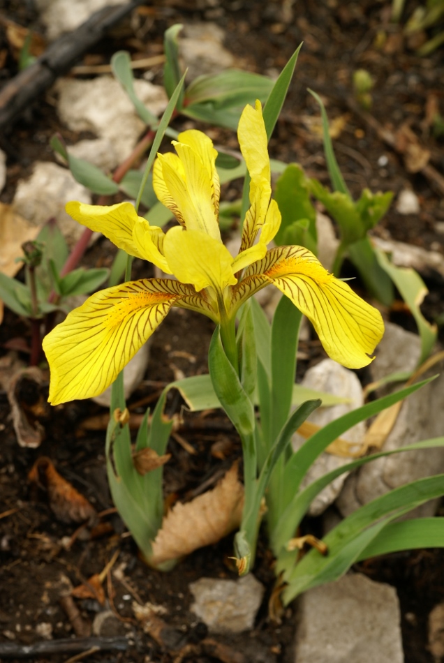 Изображение особи Iris humilis.