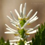 Chloranthus quadrifolius