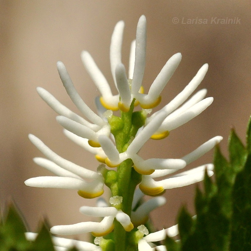 Image of Chloranthus quadrifolius specimen.