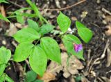 Lathyrus vernus