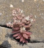 Sedum rubens