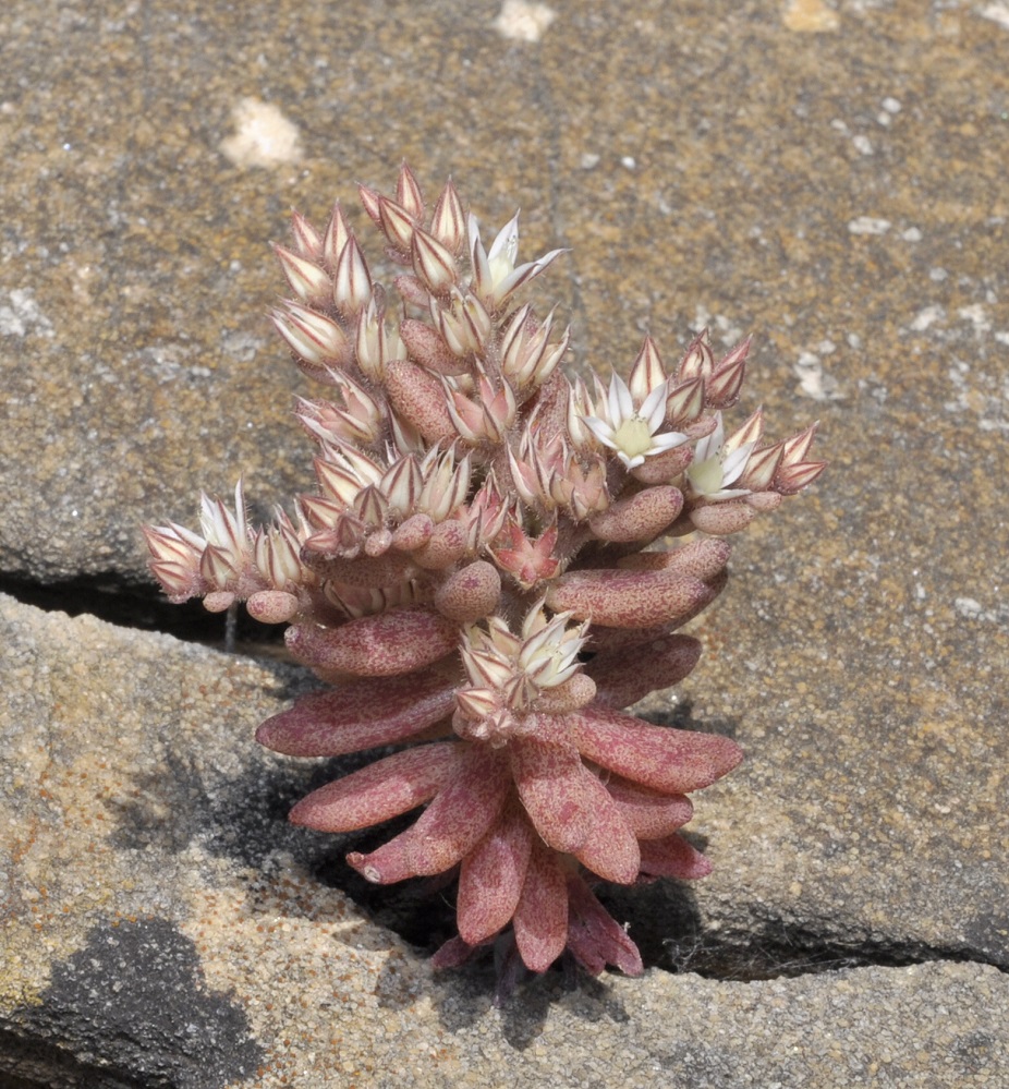 Image of Sedum rubens specimen.