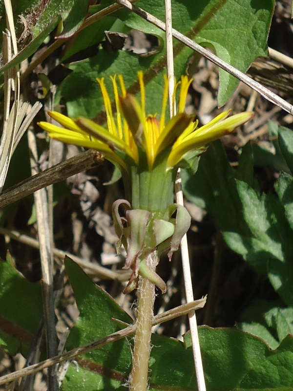 Image of Taraxacum kamtschaticum specimen.