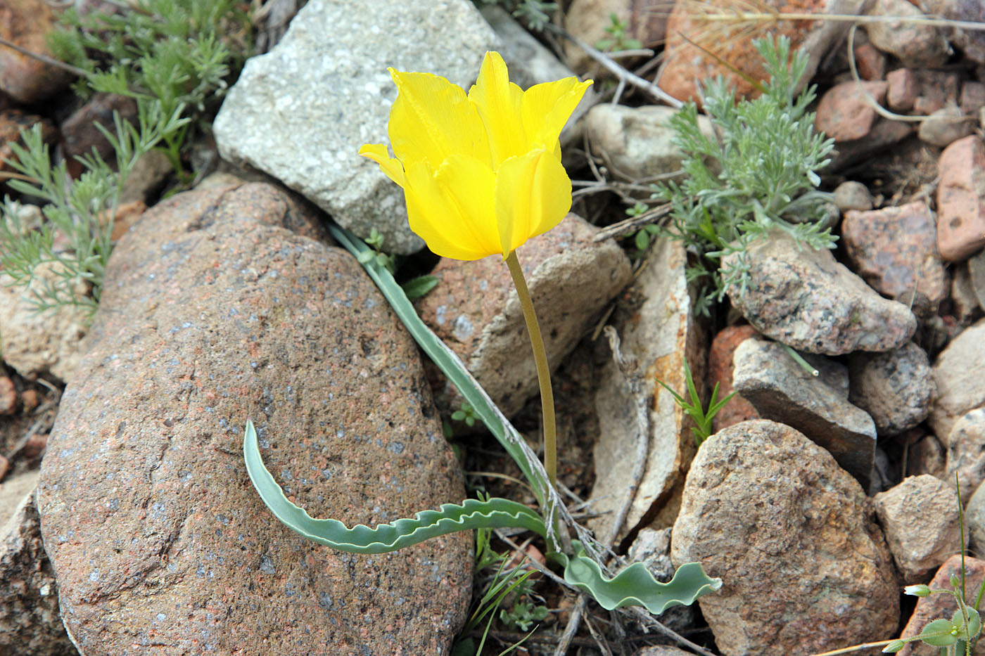 Image of Tulipa intermedia specimen.