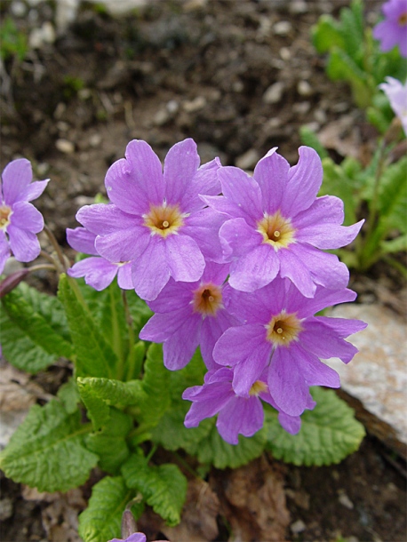 Image of Primula kusnetzovii specimen.