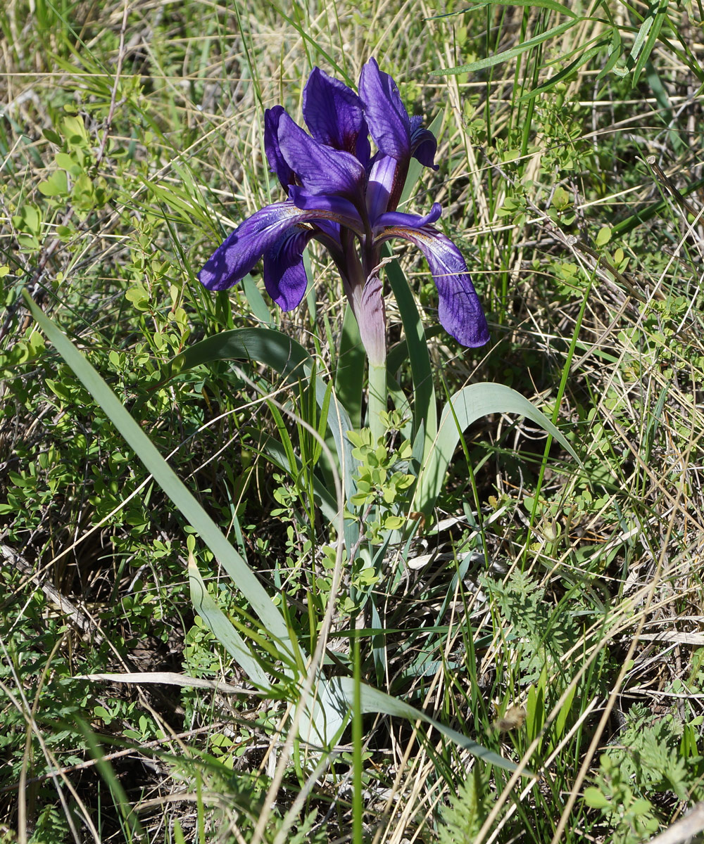 Изображение особи Iris glaucescens.