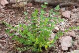 Astragalus aksaricus