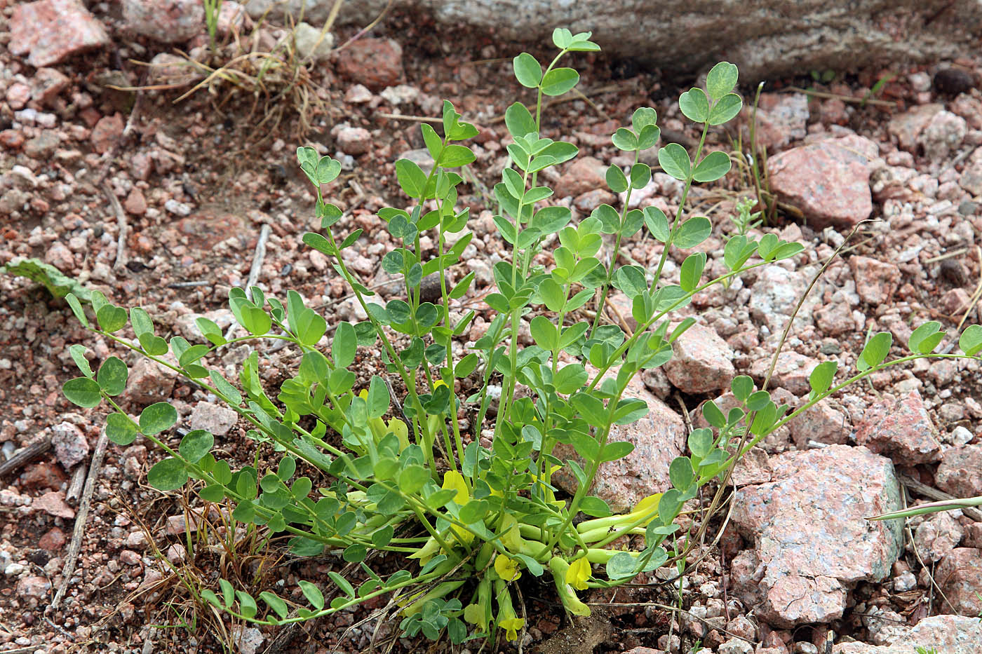 Изображение особи Astragalus aksaricus.