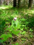 Cypripedium guttatum