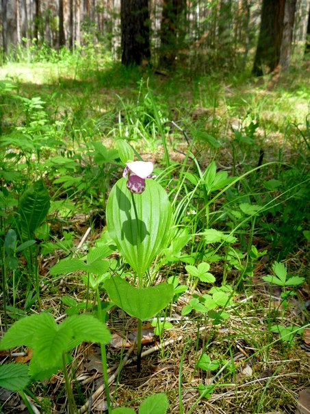 Image of Cypripedium guttatum specimen.
