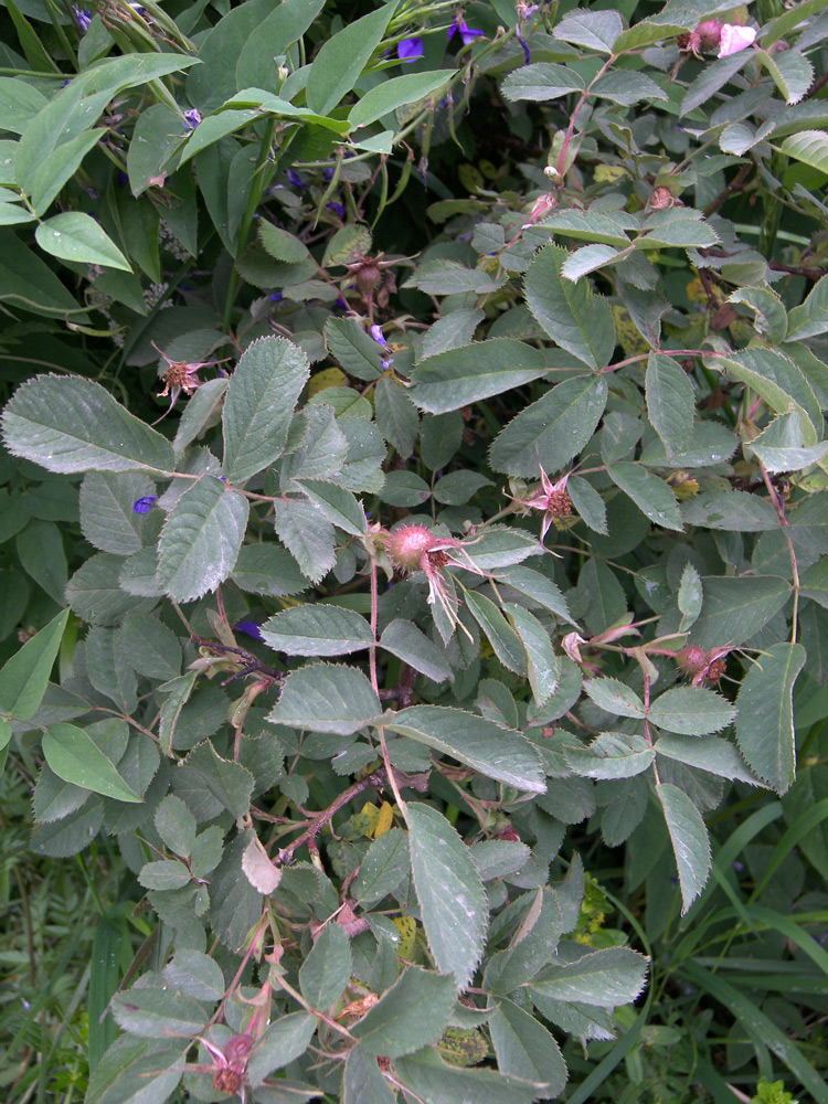 Image of Rosa villosa specimen.