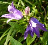 Campanula latifolia