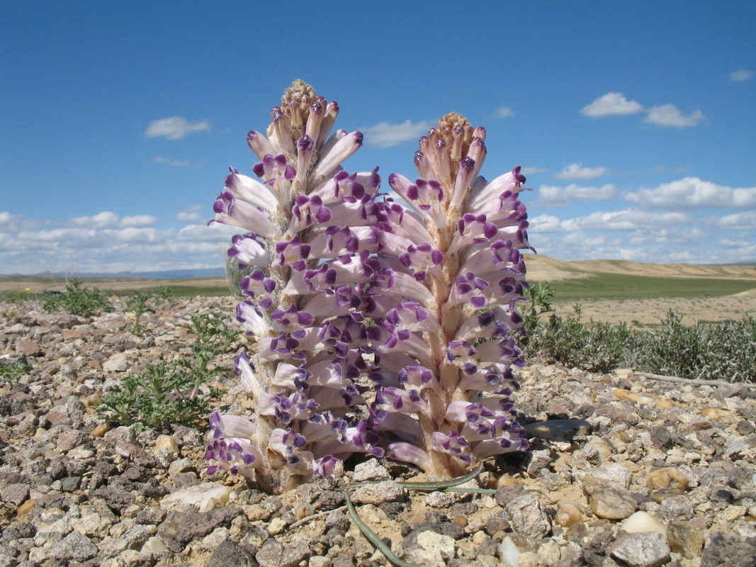 Image of Cistanche salsa specimen.