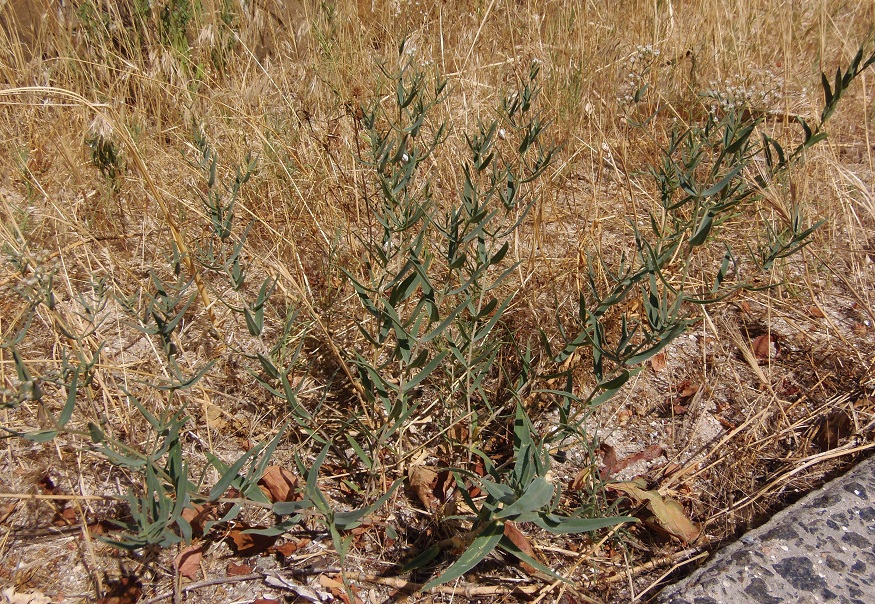 Image of Gypsophila paniculata specimen.