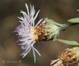 Centaurea jacea. Соцветие (белоцветковая форма). Молдова, мун. Кишинев, окр. с. Гидигич. 10.08.2014.