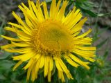 Inula britannica