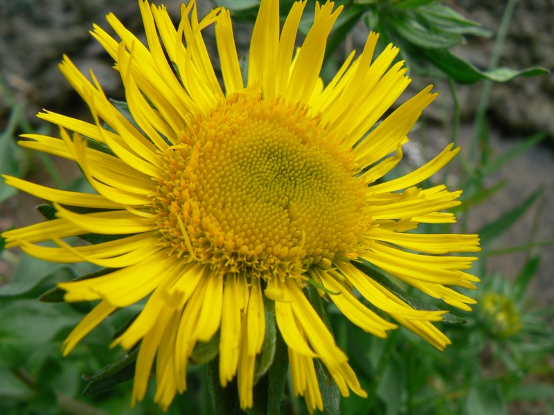 Image of Inula britannica specimen.